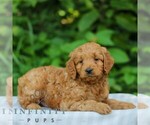 Small #4 Goldendoodle (Miniature)