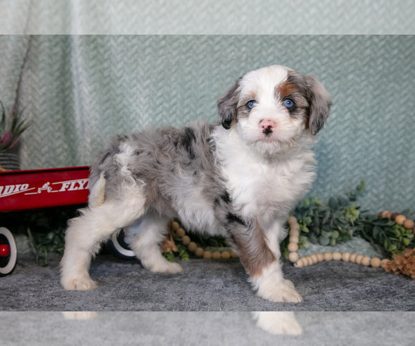 Medium Photo #1 Bernedoodle (Miniature) Puppy For Sale in APPLE CREEK, OH, USA