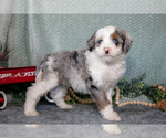 Puppy Calli Bernedoodle (Miniature)