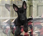 Small Photo #5 German Shepherd Dog Puppy For Sale in OSTRANDER, OH, USA