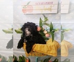 Small Photo #5 Maltipoo Puppy For Sale in INDEPENDENCE, MO, USA