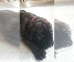 Small Photo #33 Mastiff Puppy For Sale in FULTON, NY, USA