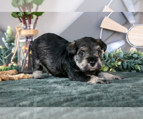 Medium Photo #1 Schnauzer (Miniature) Puppy For Sale in BALTIC, OH, USA