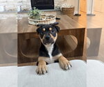 Small Labrador Retriever Mix