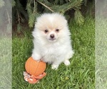 Small #1 Pomeranian