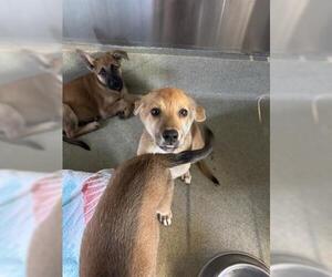 German Shepherd Dog-Unknown Mix Dogs for adoption in San Martin, CA, USA