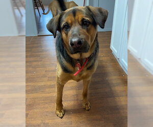Kobe - Male Mutt Dog for Adoption