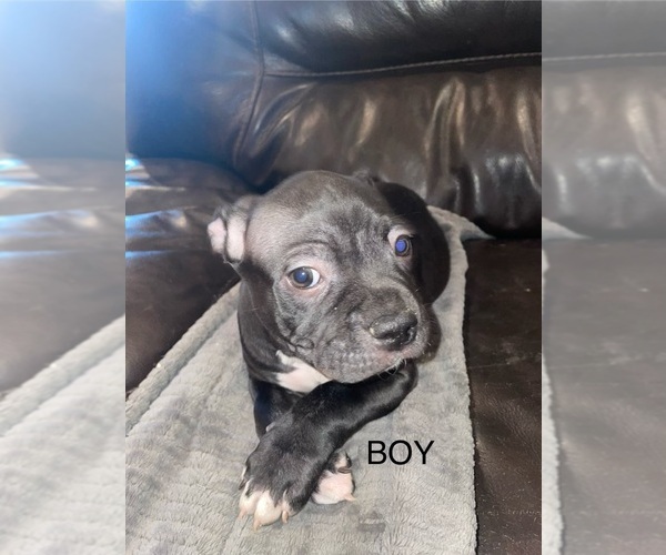 Medium Photo #3 Staffordshire Bull Terrier Puppy For Sale in WEST SACRAMENTO, CA, USA