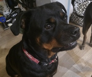 Mother of the Rottweiler puppies born on 05/20/2025