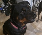 Small Photo #1 Rottweiler Puppy For Sale in LOS ANGELES, CA, USA