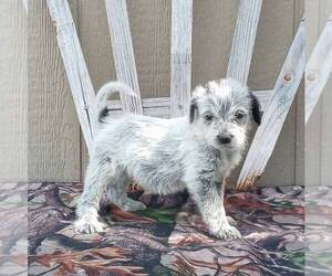 Australian Cattle Dog-Poodle (Standard) Mix Puppy for sale in CANAJOHARIE, NY, USA