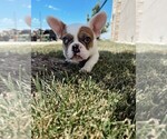 Small Photo #3 French Bulldog Puppy For Sale in ANDOVER, KS, USA
