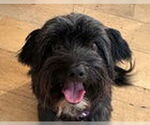 Small #1 Havanese
