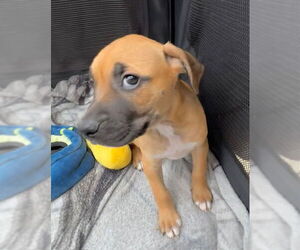 Medium Labrador Retriever Mix