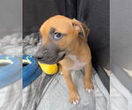 Small Labrador Retriever Mix