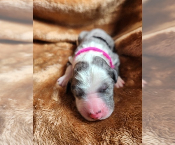 Medium Photo #9 Sheepadoodle Puppy For Sale in LEHI, UT, USA