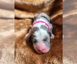 Small Photo #32 Sheepadoodle Puppy For Sale in LEHI, UT, USA