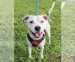 American Staffordshire Terrier-Unknown Mix Dogs for adoption in Fort Lauderdale, FL, USA