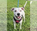 LUNA - Female American Staffordshire Terrier-Unknown Mix Dog for Adoption - Small photo
