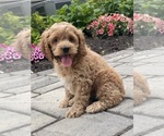 Small #4 Cockapoo