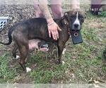 Small American Pit Bull Terrier