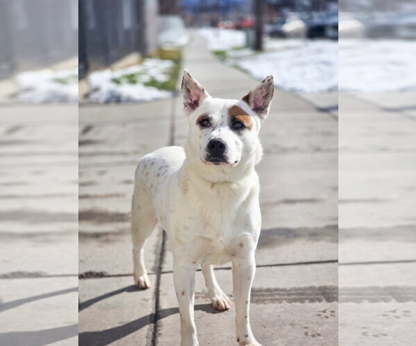 Medium Photo #1 Mutt Puppy For Sale in Sandy, UT, USA