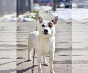 Mutt Dogs for adoption in Sandy, UT, USA