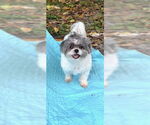 Small #15 Shih Tzu