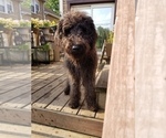 Small #3 Labradoodle