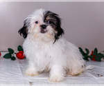 Small Photo #2 Shih Tzu Puppy For Sale in WAKARUSA, IN, USA