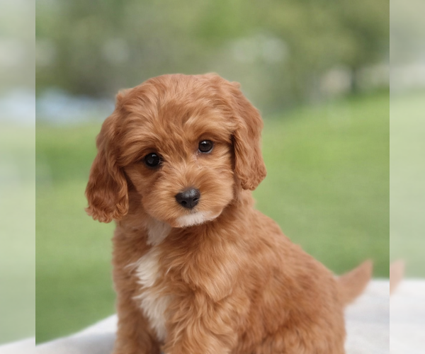 Medium Photo #4 Cavapoo (Miniature) Puppy For Sale in DUNDEE, OH, USA