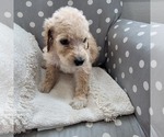 Small Photo #11 Goldendoodle Puppy For Sale in WEST, TX, USA