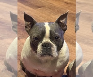 Father of the Faux Frenchbo Bulldog puppies born on 08/01/2025