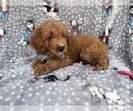 Small #4 Cavapoo (Standard)