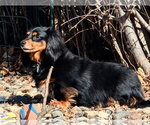 Small #1 Dachshund