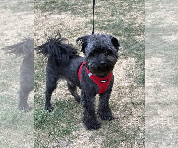 Medium Photo #2 Miniature Schnauzer-Unknown Mix Puppy For Sale in Aurora, CO, USA