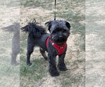 Small #1 Miniature Schnauzer Mix