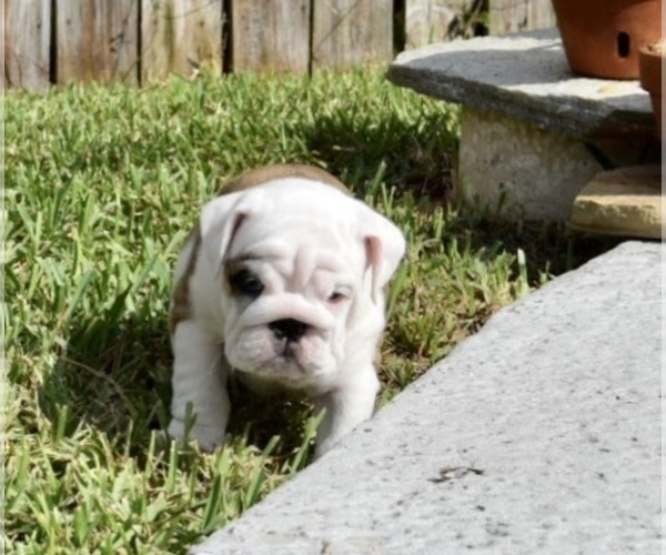 Medium Photo #19 Bulldog Puppy For Sale in JACKSONVILLE, FL, USA
