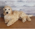 Small Photo #6 Goldendoodle (Miniature) Puppy For Sale in SHAWNEE, OK, USA
