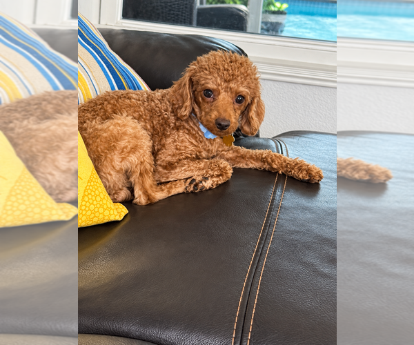 Medium Photo #1 Golden Retriever-Poodle (Toy) Mix Puppy For Sale in GIBSONTON, FL, USA