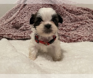 Shih Tzu Puppy for sale in VISALIA, CA, USA