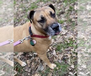 Boxer-Chinese Shar-Pei Mix Dogs for adoption in Maryville, TN, USA