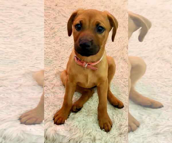 Medium Photo #1 Golden Labrador Puppy For Sale in Royal Palm Beach, FL, USA