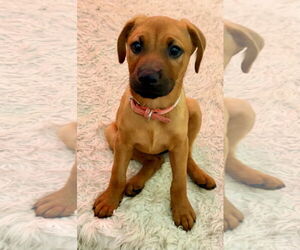 Golden Labrador Dogs for adoption in Royal Palm Beach, FL, USA