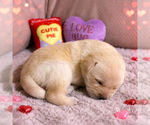 Small Photo #115 Labrador Retriever Puppy For Sale in HIGH POINT, NC, USA