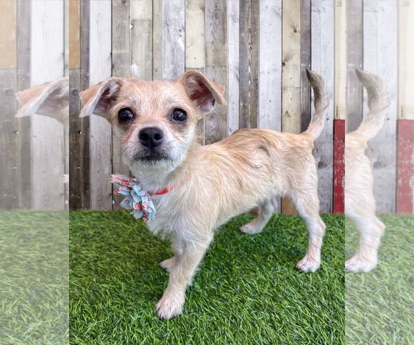 Medium Photo #1 Chihuahua-Unknown Mix Puppy For Sale in Corona, CA, USA