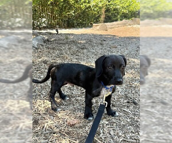 Medium Photo #3 Dachshund-Unknown Mix Puppy For Sale in San Diego, CA, USA