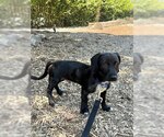 Small #2 Dachshund Mix