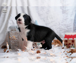 Puppy Snoopy Border Collie