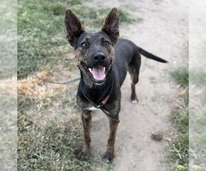 German Shepherd Dog-Unknown Mix Dogs for adoption in Modesto, CA, USA